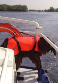 Hond in zwemvest